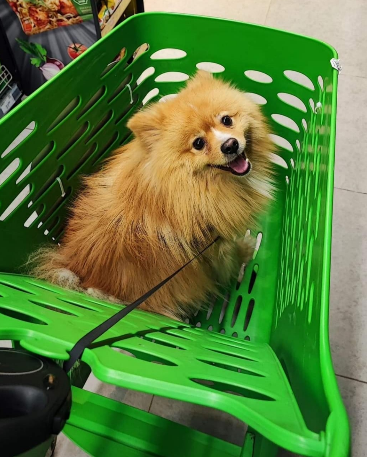 King Arthur thriving in a green cart