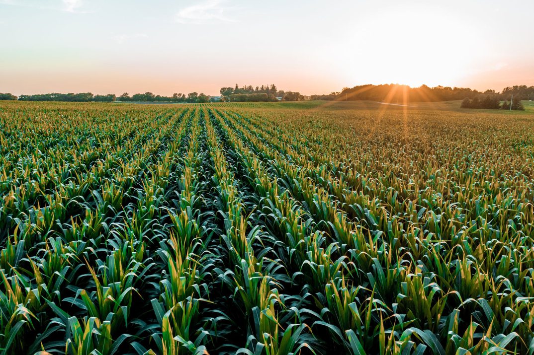 Syngenta adds Generative AI features to Cropwise platform