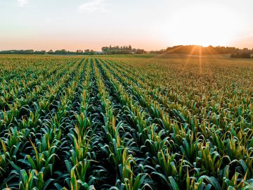 Syngenta adds Generative AI features to Cropwise platform