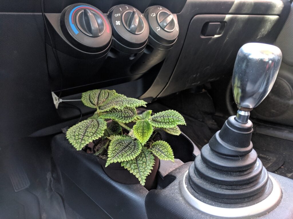 A potted plant is placed in a car cup holder next to a manual gear shift. Climate control dials are visible above.