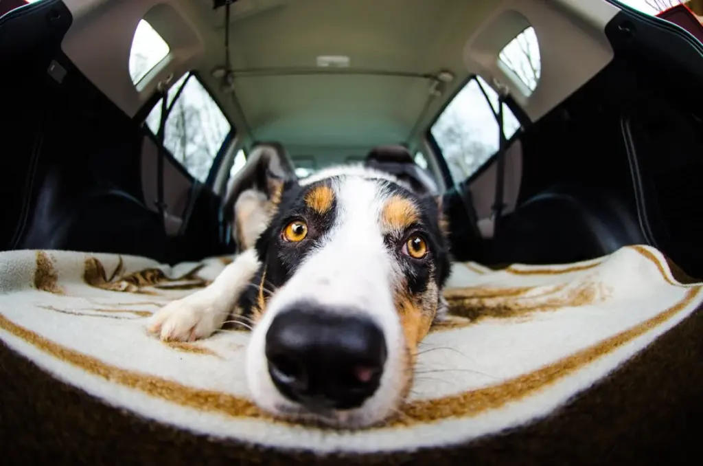 A dog lies on a blanket in the back of a vehicle, looking directly at the camera.