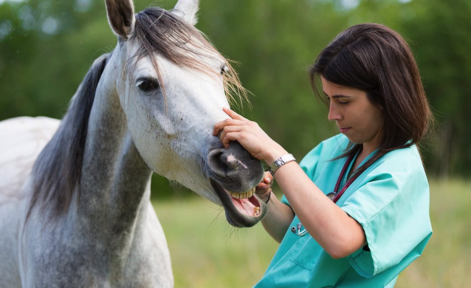 A veterinarian examines a white horse's teeth outdoors, surrounded by greenery.