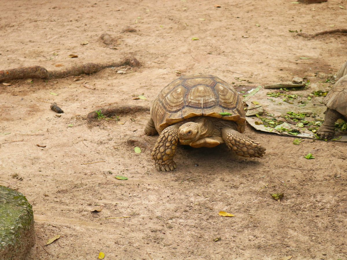 a tortoise eating food on the ground