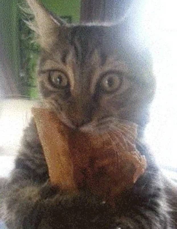 Cat playfully biting a loaf of bread, eyes wide open