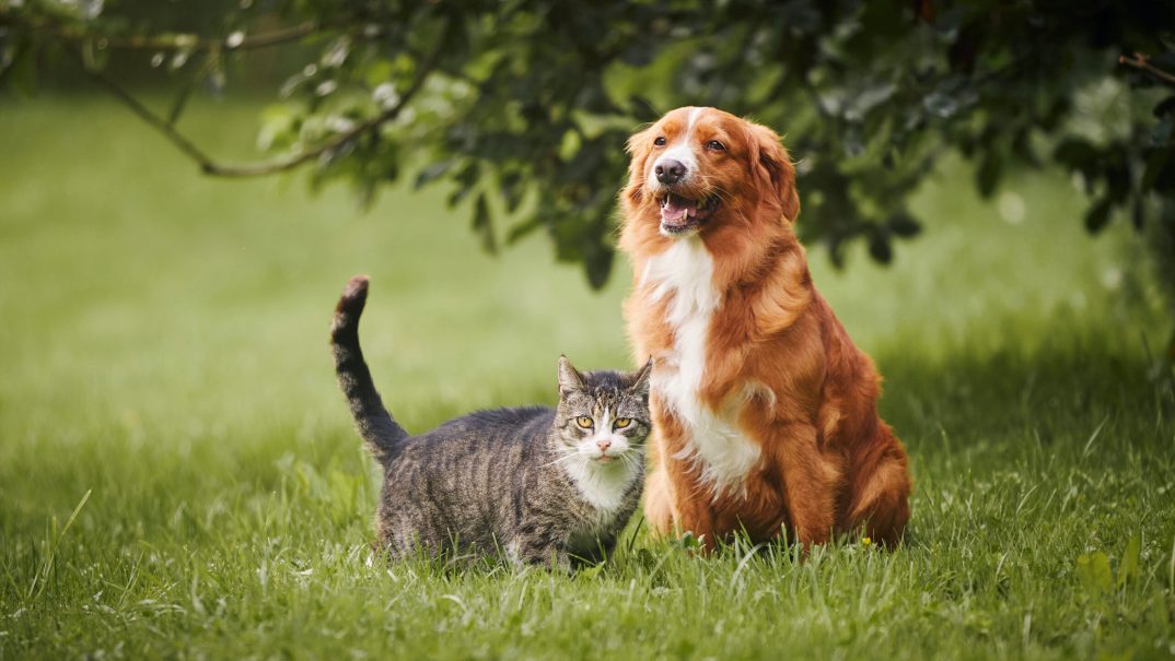 Best Pet Insurance in New Jersey