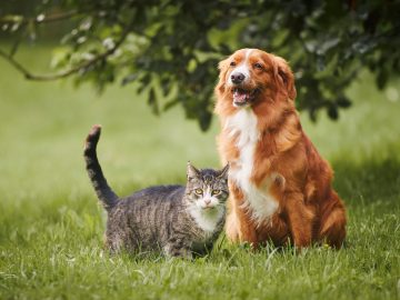 Best Pet Insurance in New Jersey