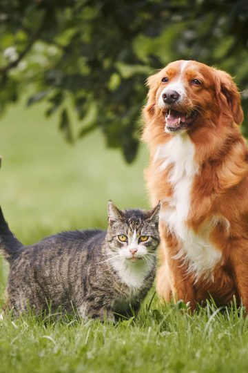 Best Pet Insurance in New Jersey