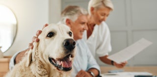 Top 3 Best Pet Insurance Companies 2024