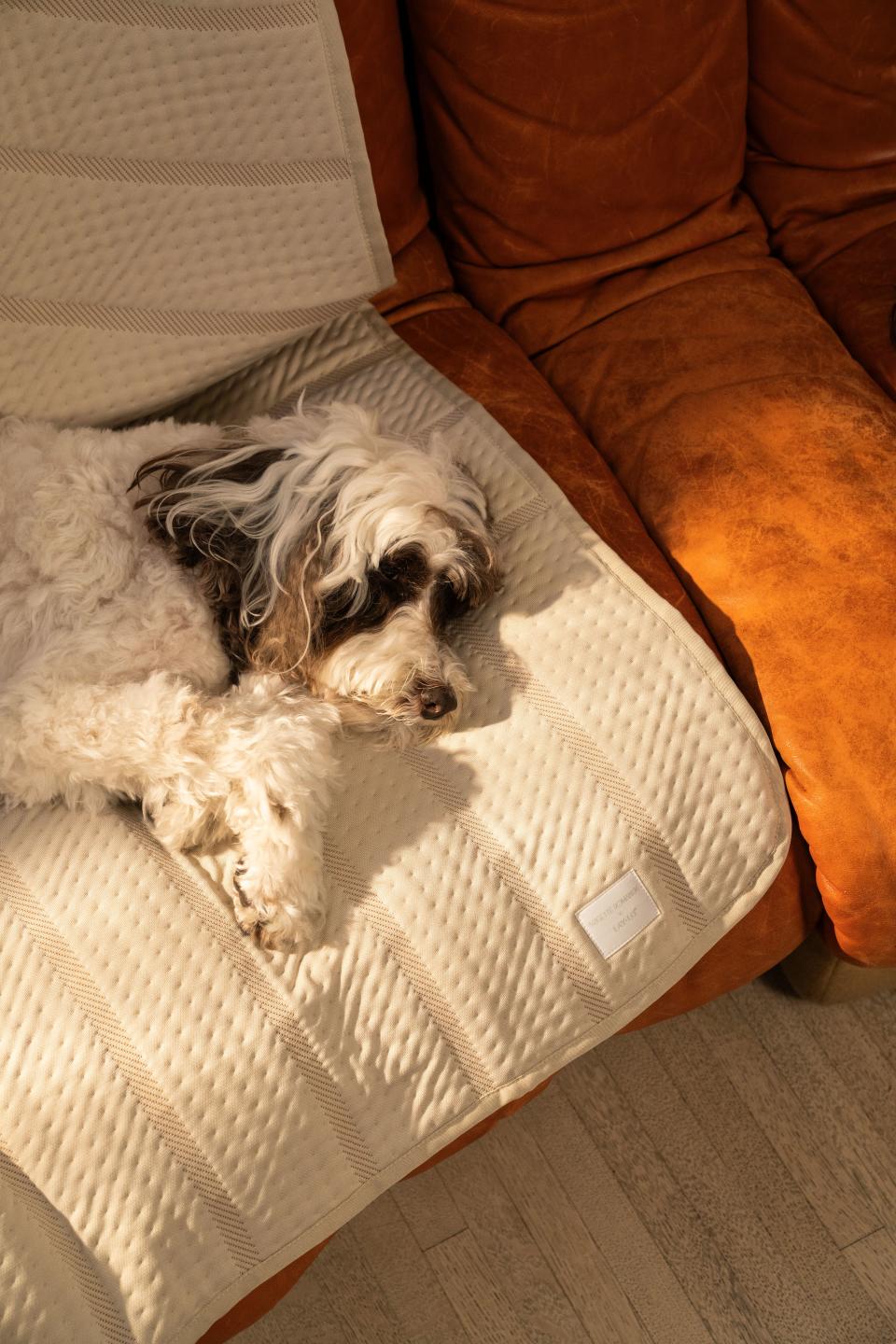 A white and brown dog laying on an orange couch that has a cream dog slip cover