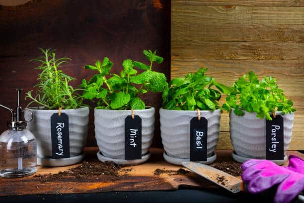 Four potted herbs labeled rosemary, mint, basil, and parsley are on a wooden surface. A spray bottle, gardening glove, and wooden trowel are nearby. Soil is scattered on the surface.