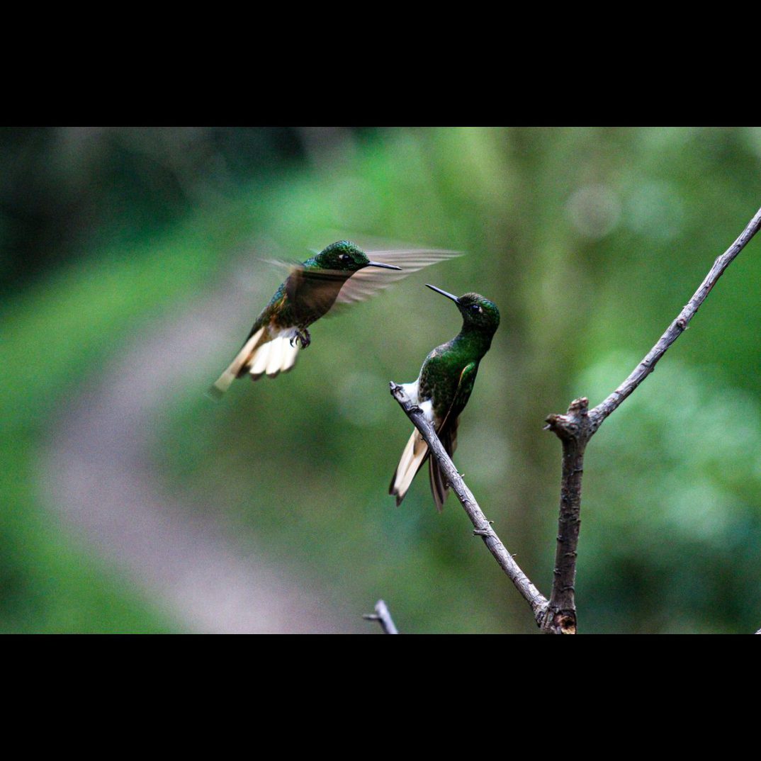 Hope and determination for nature