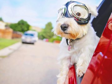 As seniors age in place, pets could encourage health and friendship