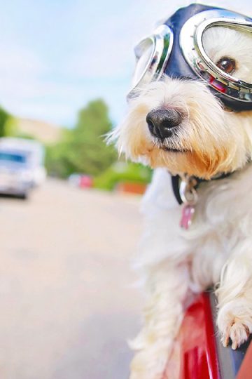 As seniors age in place, pets could encourage health and friendship