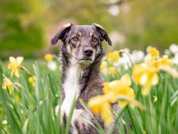 Trump slaps tariffs on funny little hats for dogs – NewsThump