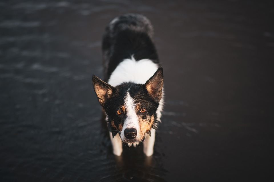 Video: Dog Owner Details What Happens at Pup’s ‘Sock Party’