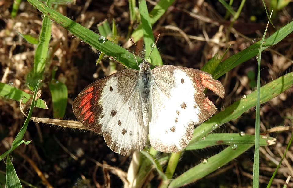 Microsoft releases new AI accelerator in challenge to Google and Amazon's in-house offerings