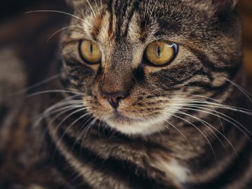 Pepe Coin, Bonk, and a Cat Presale in Top Flight