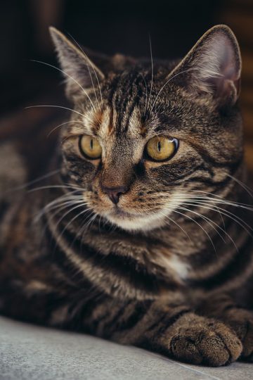 Pepe Coin, Bonk, and a Cat Presale in Top Flight