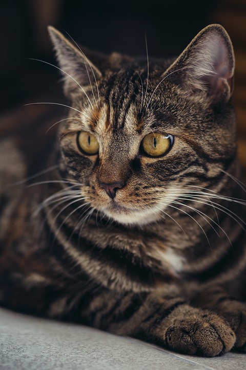 Pepe Coin, Bonk, and a Cat Presale in Top Flight
