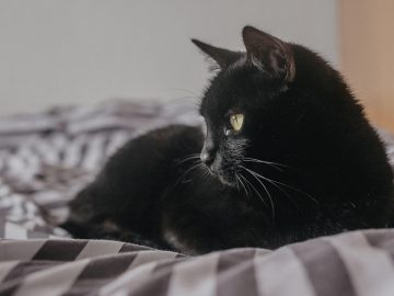 Serving memes and kibble: Meet the mind behind ‘Mga pusa sa daan’