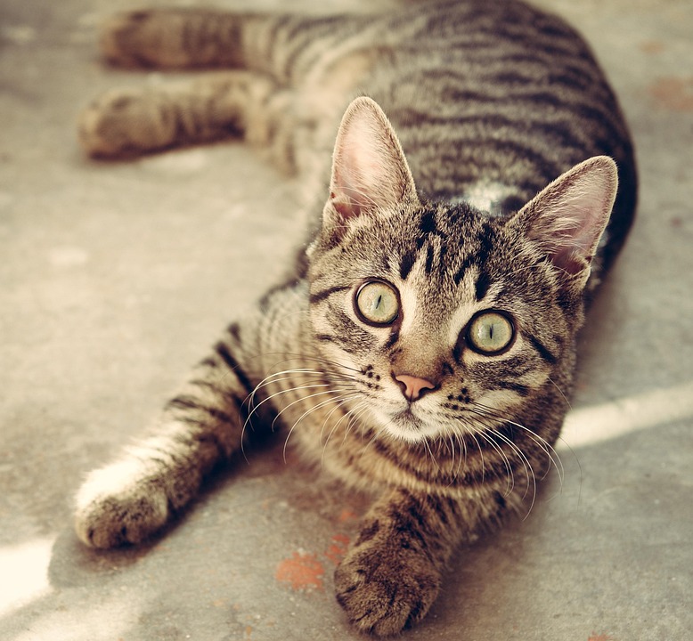 Troller Cat Price Prediction – Should You Buy This Meme Coin Presale?
