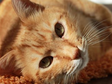 50 Adorable And Funny Cat Memes That May Brighten Your…