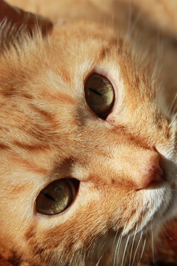 50 Adorable And Funny Cat Memes That May Brighten Your…