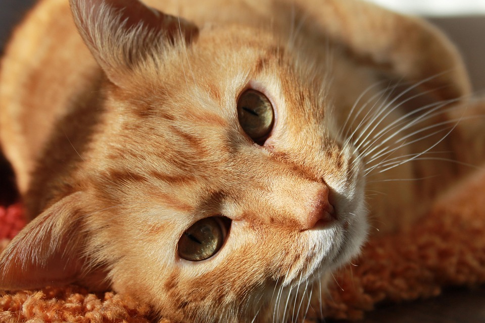 50 Adorable And Funny Cat Memes That May Brighten Your…