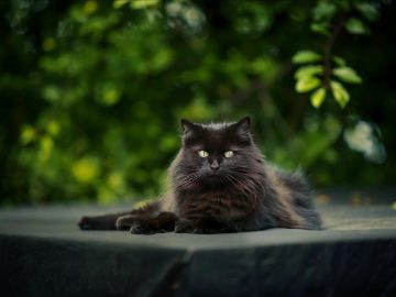 25 Cat Quotes Every Cat Owner Will Appreciate