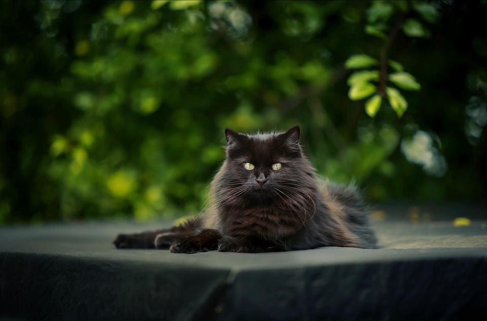 25 Cat Quotes Every Cat Owner Will Appreciate