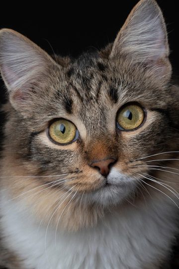 Keyboard Cat, Ski Mask Dog, And A Viral Presale You Must Join Now
