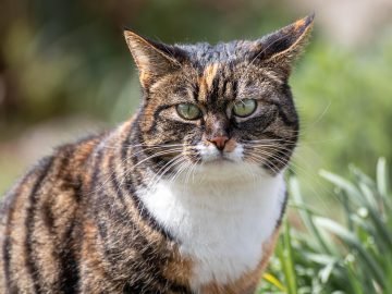 The First Cat Memes: History of Cats