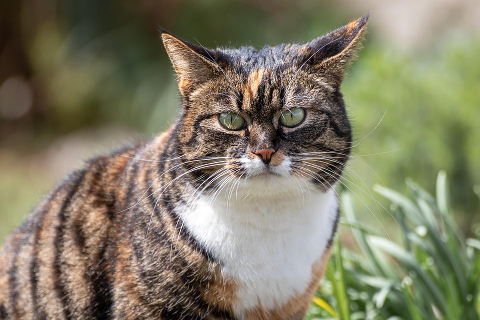 The First Cat Memes: History of Cats