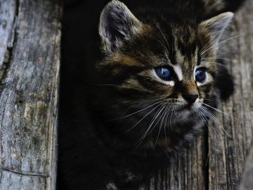 Fartcoin, Snek, and a Presale Cat Raising 0k in 2 Weeks