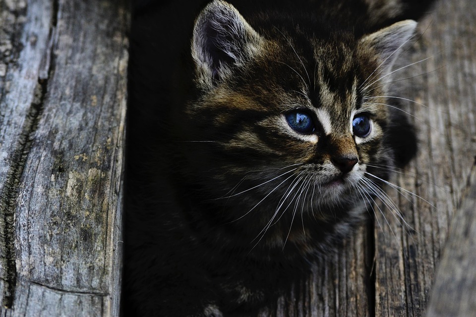 Fartcoin, Snek, and a Presale Cat Raising 0k in 2 Weeks