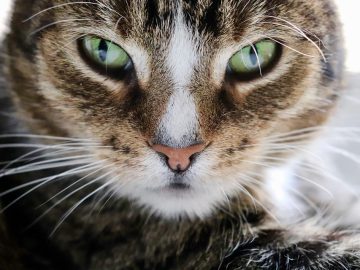 Video of Cat Finding the Source of the ‘Stink’ Has Internet in Splits