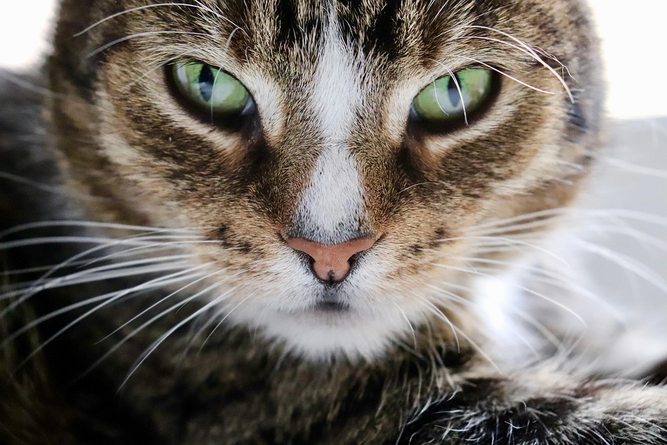 Video of Cat Finding the Source of the ‘Stink’ Has Internet in Splits