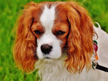 ‘Dog’gone Funny Comedy Show’ raises funds, awareness for Cincinnati Animal Care