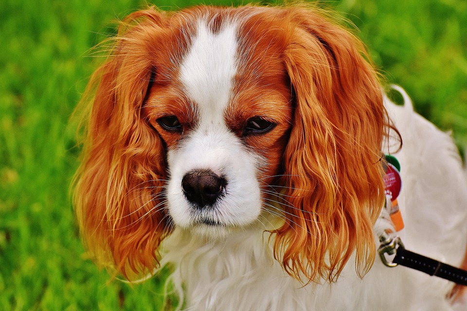 ‘Dog’gone Funny Comedy Show’ raises funds, awareness for Cincinnati Animal Care
