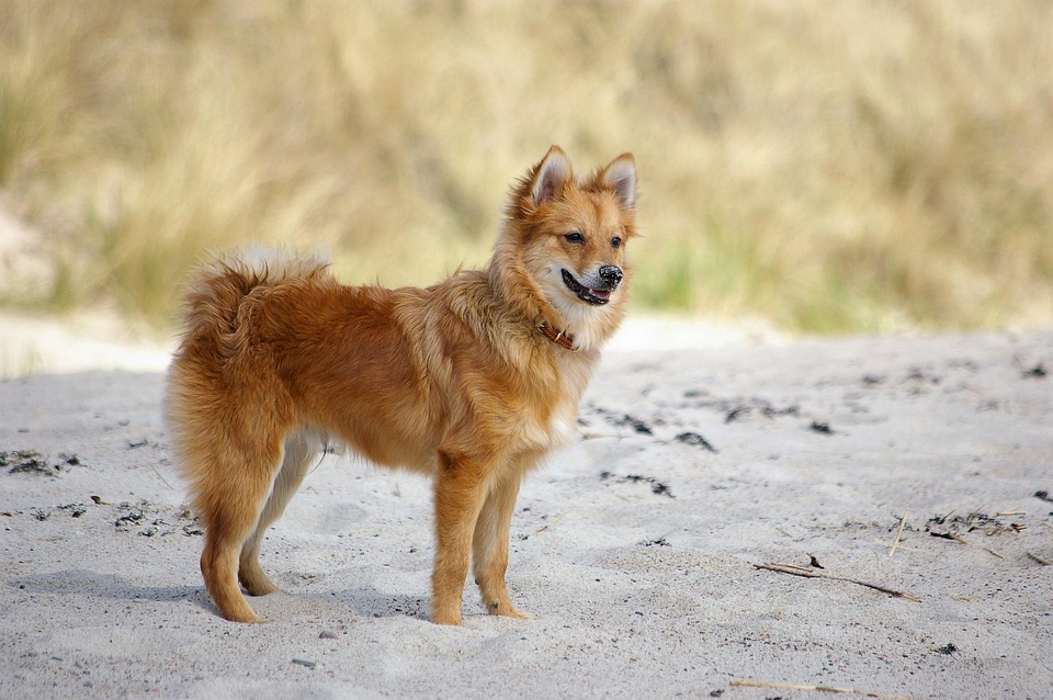 Naughty or nice? Coca-Cola doubles down on AI in new holiday campaign