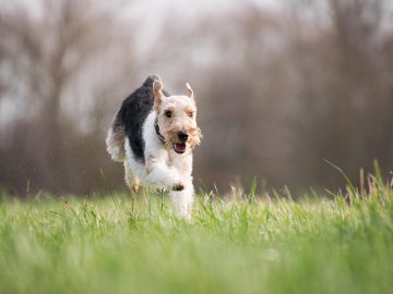 Dogs Reveal Why Humans ‘Need’ Them in Hilarious Video