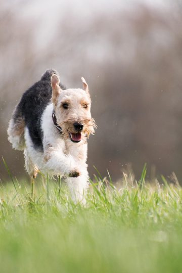 Dogs Reveal Why Humans ‘Need’ Them in Hilarious Video
