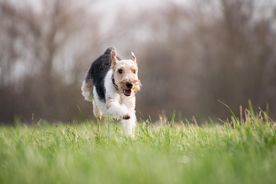 Dogs Reveal Why Humans ‘Need’ Them in Hilarious Video