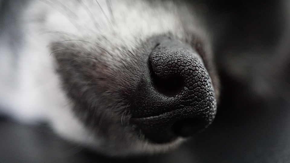Video: Foster Dog Makes It Evident She Isn’t a ‘Morning Person’