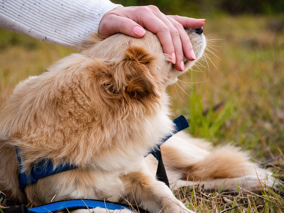 Funny moment family realise the dog ate their takeaway after it was left outside
