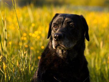 Dogs Reveal Why Humans ‘Need’ Them in Hilarious Video