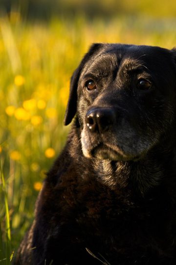 Dogs Reveal Why Humans ‘Need’ Them in Hilarious Video