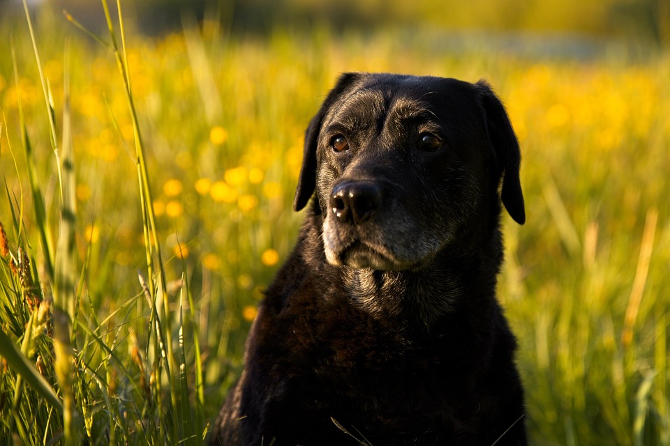 Dogs Reveal Why Humans ‘Need’ Them in Hilarious Video