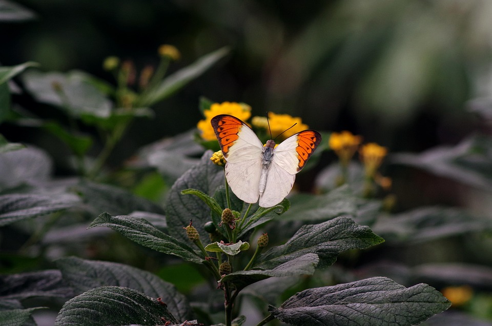 Wipro, Infosys, LTIM Lead Declines In IT Stocks After Anthropic’s New AI Tool Sparks Global Selloff