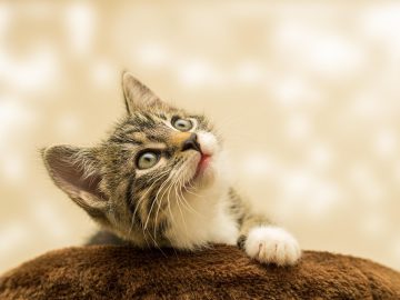 Cat in a Dog’s World, Neiro, and a Blazing-hot Presale with Over 0k Tally